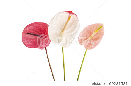 beautiful anthurium flower isolated 69281581