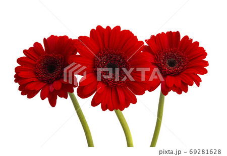 red gerbera isolated red gerbera isolated 69281628