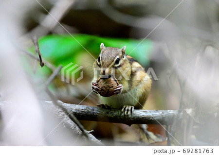 伐採した積み枝の隙間の向こうでクルミを頬張るシマリス 69281763
