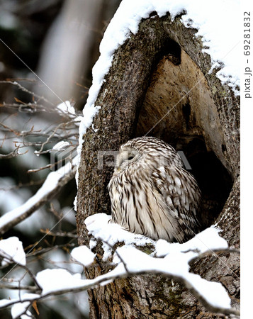 真冬の北海道蝦夷フクロウが山の大木のうろに佇む 真冬の北海道蝦夷フクロウが山の大木のうろに佇む 69281832