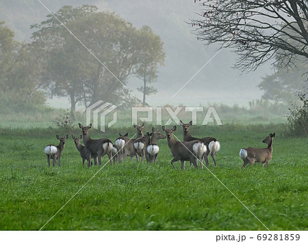朝靄の中朝を迎えた鹿たちが群れている森の一コマ 朝靄の中朝を迎えた鹿たちが群れている森の一コマ 69281859
