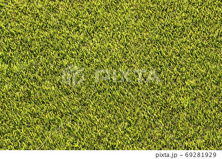 芝生 テクスチャー 背景素材 バックグラウンドの写真素材