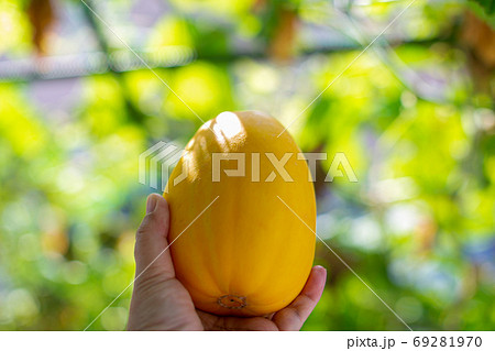まくわうり 夏野菜 まくわうり 夏野菜 69281970