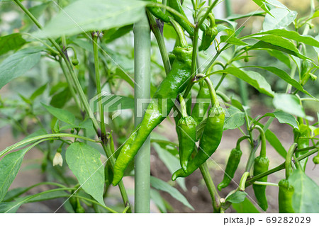 甘とう美人(甘長とうがらし)の栽培(6月) 家庭菜園 甘とう美人(甘長とうがらし)の栽培(6月) 家庭菜園 69282029