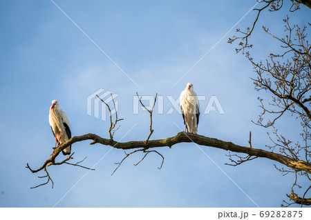 Two Storks in a tree 69282875