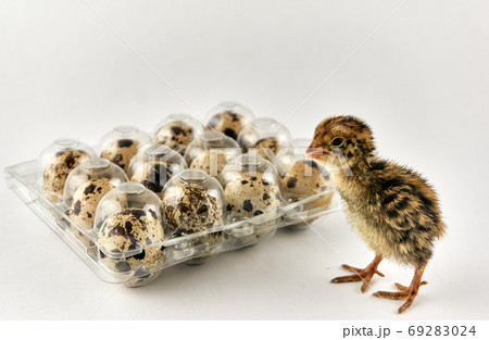 Baby quail next to a plastic box full with eggs 69283024