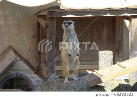 ミーアキャット 直立見張り ミーアキャット 直立見張り 69283922