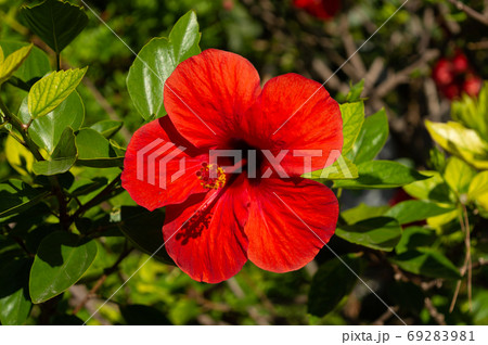Red hibiscus flower on a green background Red hibiscus flower on a green background 69283981