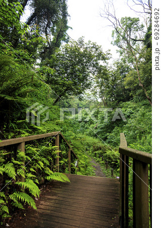 関東の秘境の三浦半島の原風景湘南小網代の森の梅雨 関東の秘境の三浦半島の原風景湘南小網代の森の梅雨 69284692
