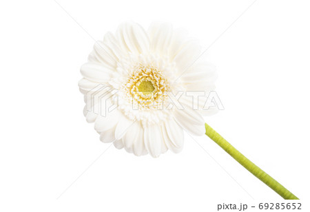 beautiful gerbera flowers isolated 69285652