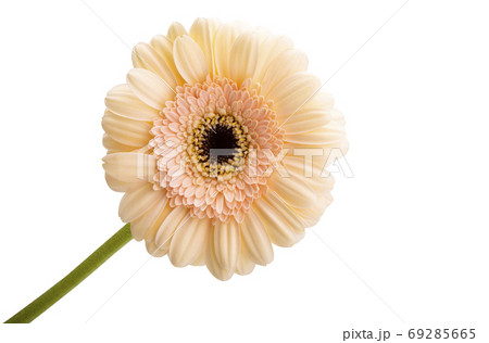 beautiful gerbera flowers isolated beautiful gerbera flowers isolated 69285665