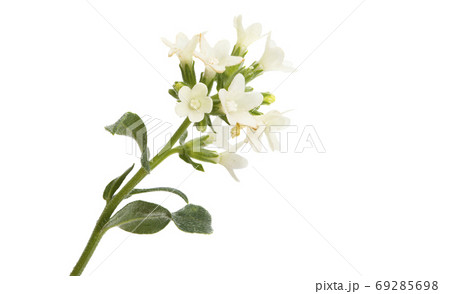 meadow flower isolated meadow flower isolated 69285698