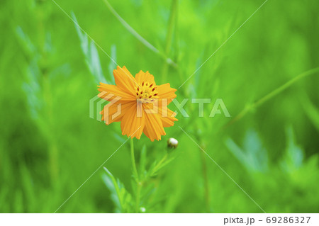 キバナコスモスとぼけた緑の背景 69286327