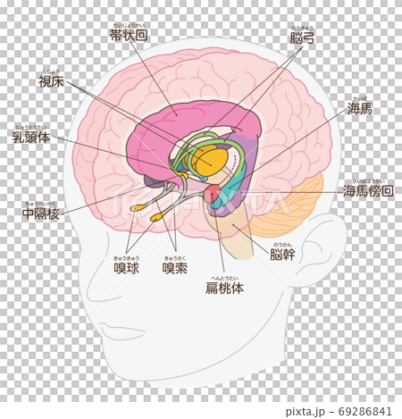 腦緣系統名稱(丘腦外) 腦緣系統名稱(丘腦外) 69286841