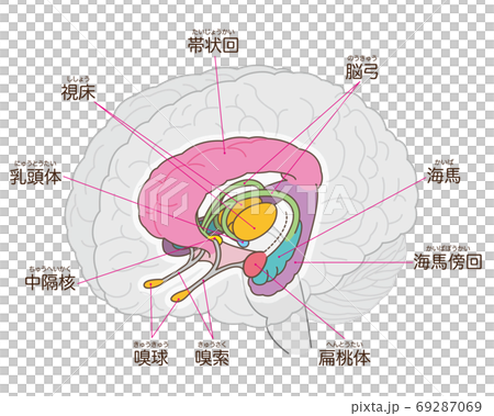 大脳辺縁系　名称入り　視床の追加 69287069