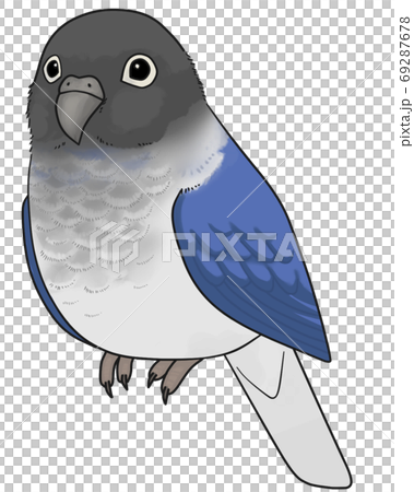 Uroko parakeet 69287678