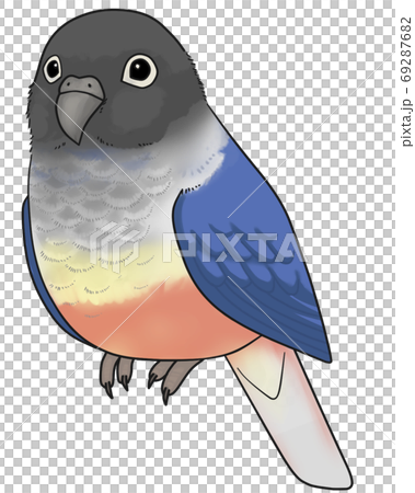 Uroko parakeet 69287682