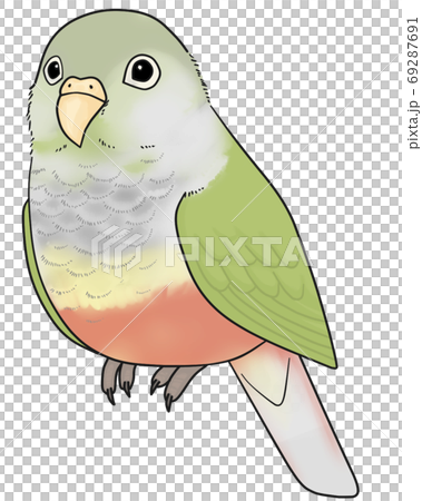 Uroko parakeet Uroko parakeet 69287691