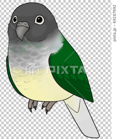 Uroko parakeet 69287692