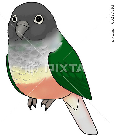 ウロコインコ 69287693