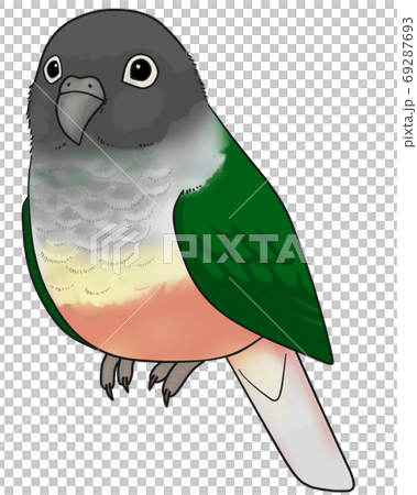 Uroko parakeet 69287693