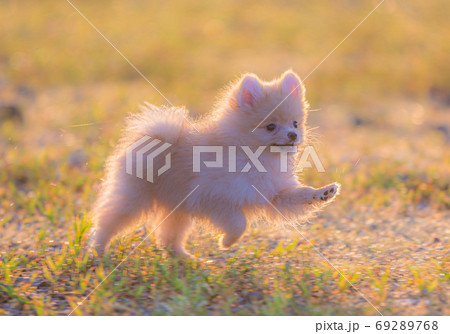 走る子犬ポメラニアン 69289768