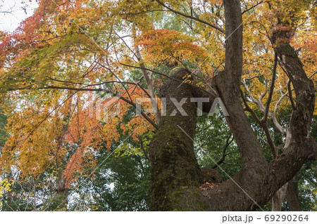 下鴨神社 糺の森の紅葉 下鴨神社 糺の森の紅葉 69290264