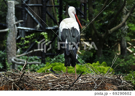 シュバシコウ　後姿で巣の上に立っている　全身 69290602