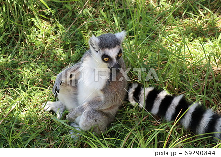 座るワオキツネザル 座るワオキツネザル 69290844