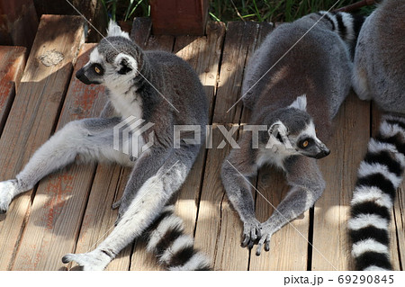 くつろぐワオキツネザルたち 69290845