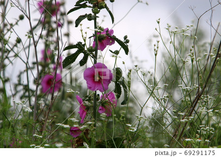 Mallow blooms in a summer city garden in northern Israel Mallow blooms in a summer city garden in northern Israel 69291175