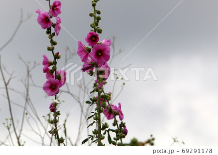 Mallow blooms in a summer city garden in northern Israel Mallow blooms in a summer city garden in northern Israel 69291178