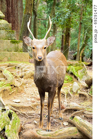 正面から見た雄の鹿の写真素材