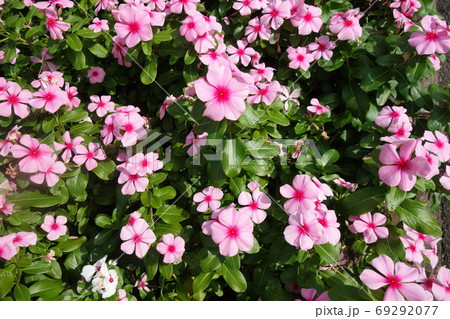 晴れた日のピンクの日々草の花 晴れた日のピンクの日々草の花 69292077