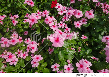 晴れた日のピンクの日々草の花 晴れた日のピンクの日々草の花 69292078