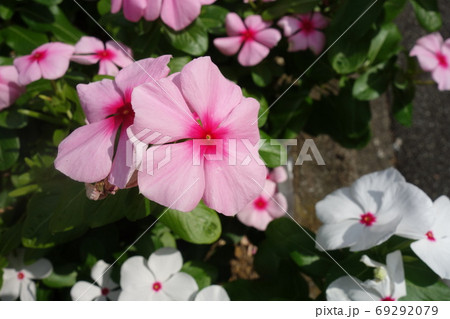 晴れた日のピンクの日々草の花 晴れた日のピンクの日々草の花 69292079