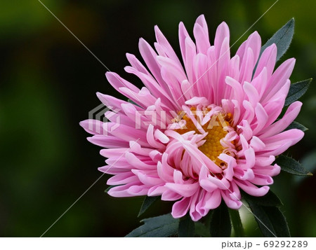 アスター（エゾギク）の花 69292289