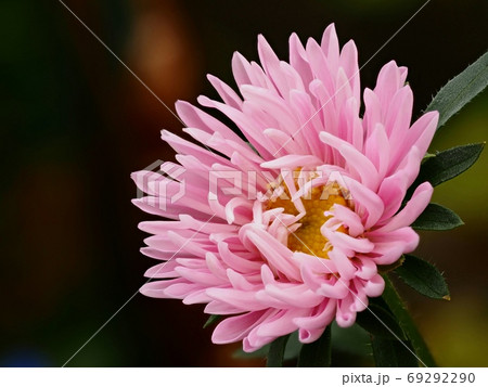 アスター エゾギク の花の写真素材