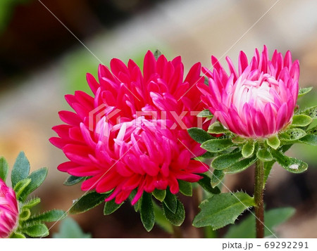 アスター(エゾギク)の花 アスター(エゾギク)の花 69292291