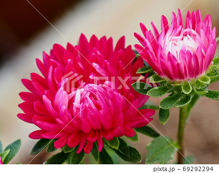 アスター（エゾギク）の花 69292294