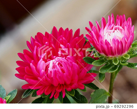 アスター（エゾギク）の花 69292296