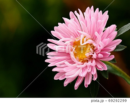 アスター（エゾギク）の花 69292299