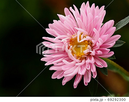 アスター エゾギク の花の写真素材