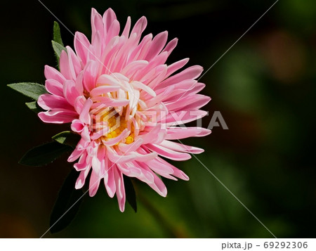 アスター(エゾギク)の花 アスター(エゾギク)の花 69292306
