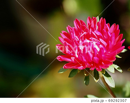 アスター（エゾギク）の花 69292307