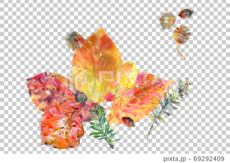 美しく紅葉した落ち葉とどんぐりの手描きイラストのイラスト素材