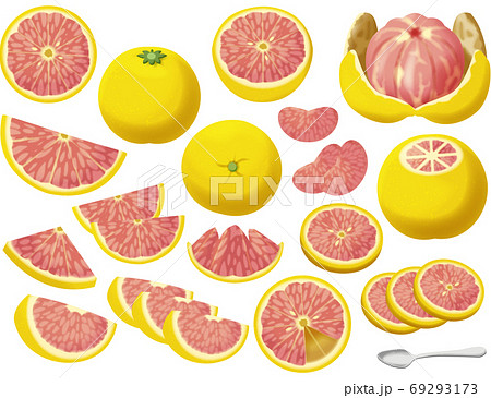 色々なピンクグレープフルーツのイラスト素材