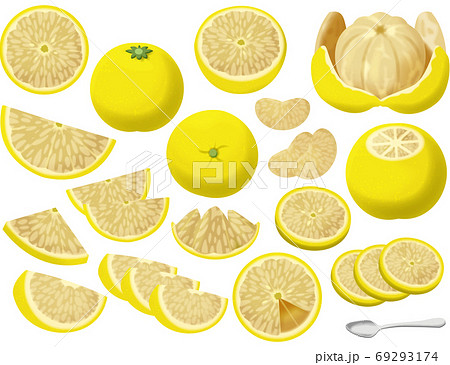 色々なグレープフルーツ 色々なグレープフルーツ 69293174