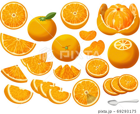 色々なオレンジ 69293175
