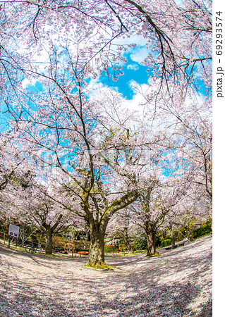 打吹公園 桜満開 青空 打吹公園 桜満開 青空 69293574